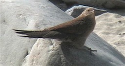 Coucal, Lesser 1