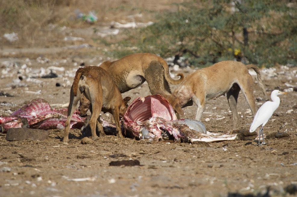 Cow Carcass