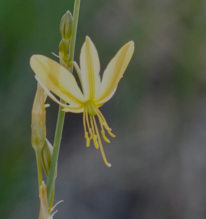 Crag Lily - Echeandia flavescens2