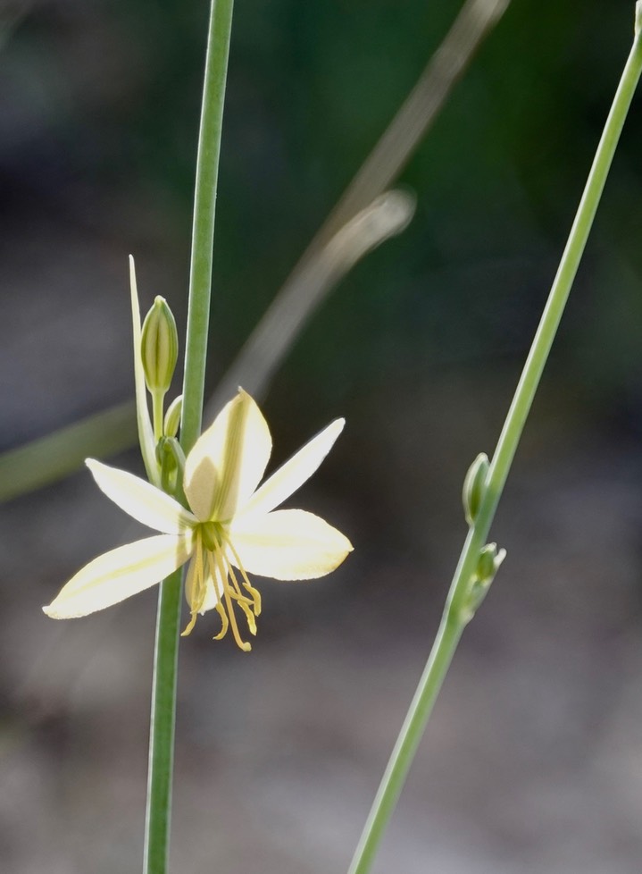 Crag Lily - Echeandia flavescens3