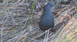 Crake, Black-tailed 2