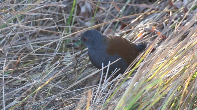 Crake, Black-tailed 3