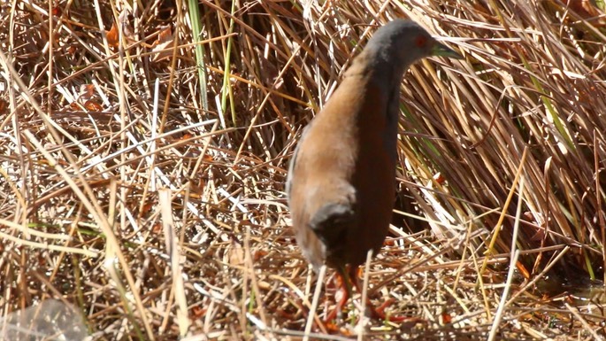 Crake, Black-tailed 4