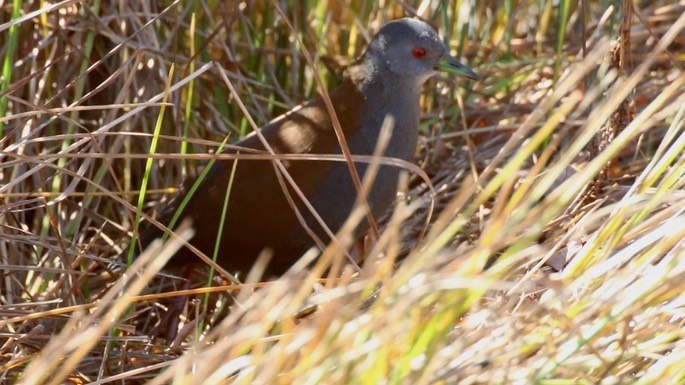 Crake, Black-tailed