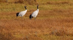 Crane, Black-necked 1