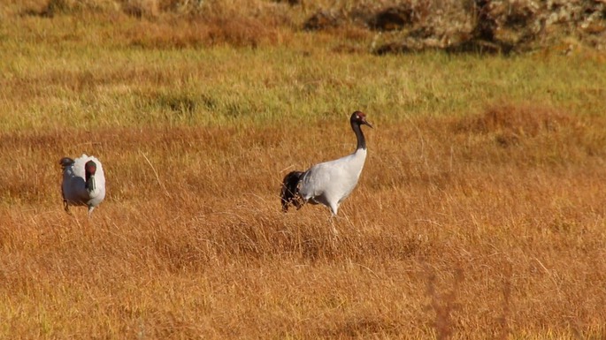Crane, Black-necked 2