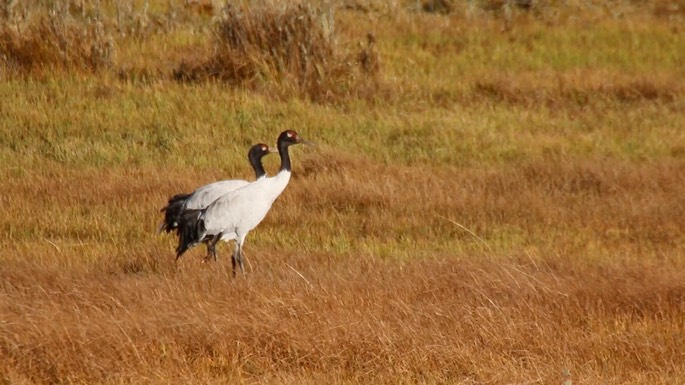 Crane, Black-necked