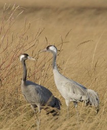 Crane, Common 3