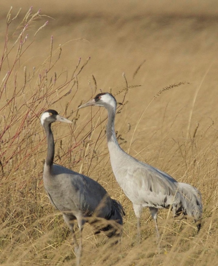 Crane, Common 3
