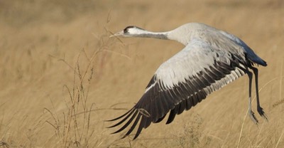 Crane, Common 4