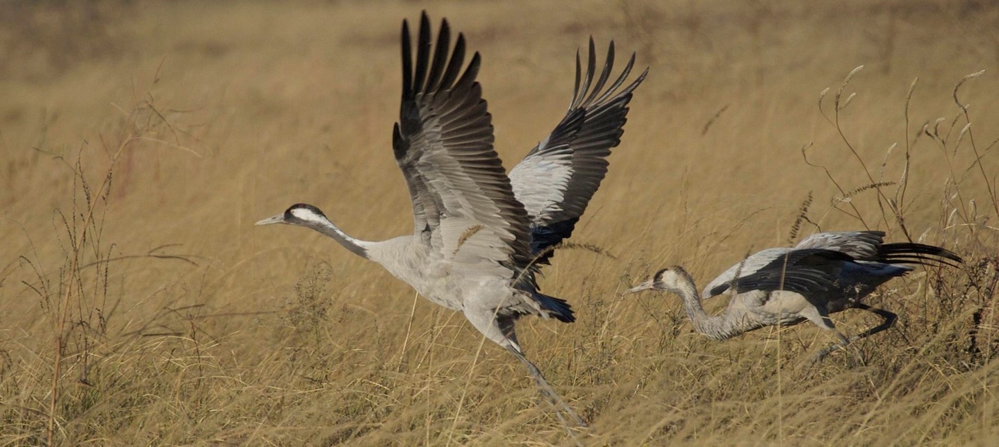Crane, Common 5