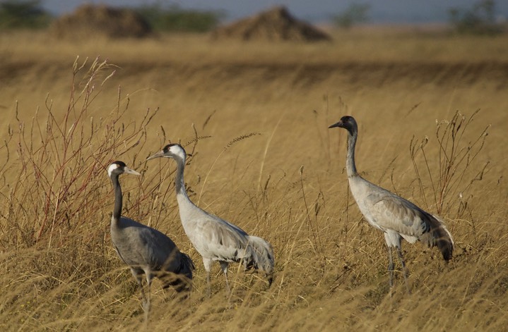 Crane, Common. Grus grus6