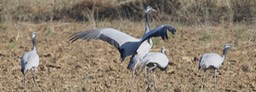 Crane, Demoiselle 4