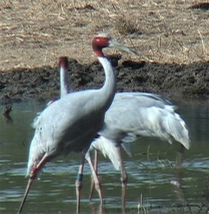 Crane, Sarus 11