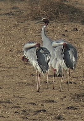 Crane, Sarus 13