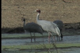 Crane, Sarus 5