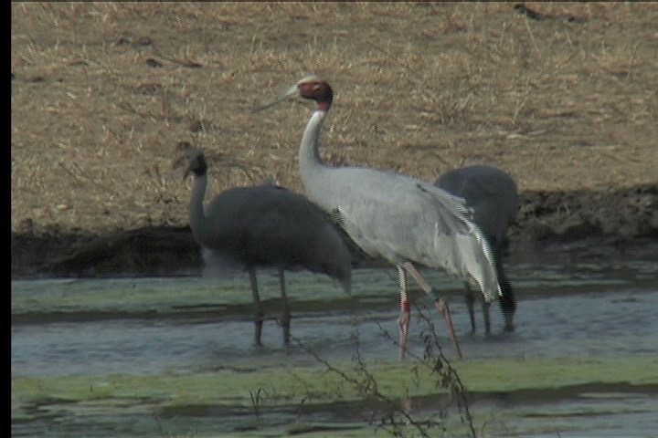 Crane, Sarus 5