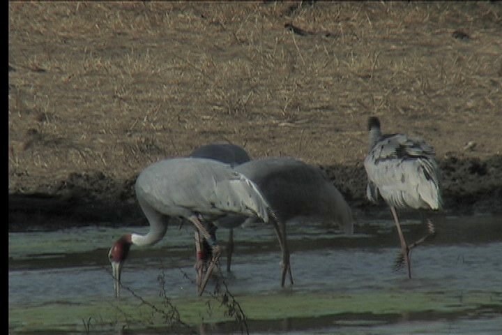 Crane, Sarus 7