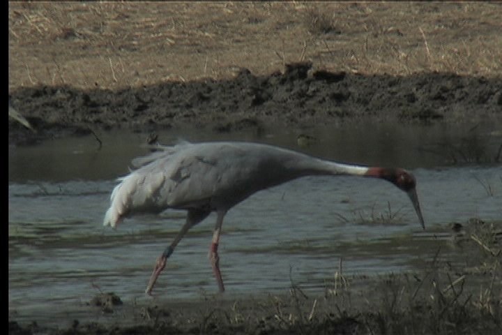 Crane, Sarus 9