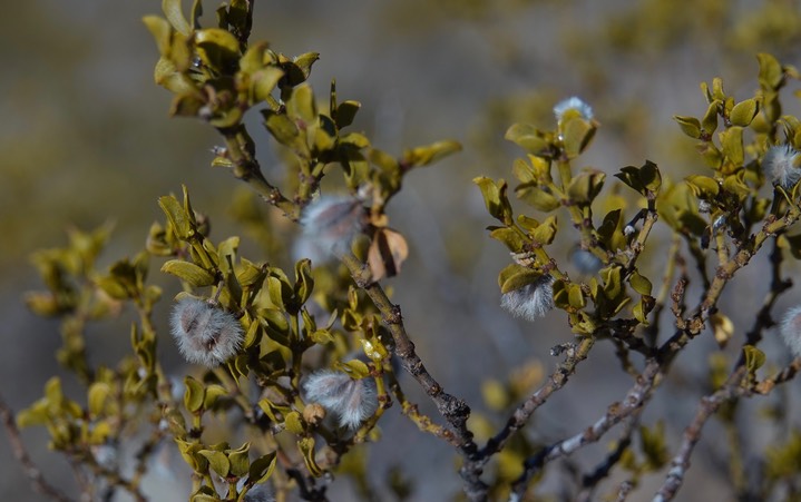 Cresote Bush2