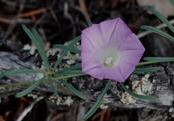 Crest-rib Morning Glory - Ipomoea costellata 2