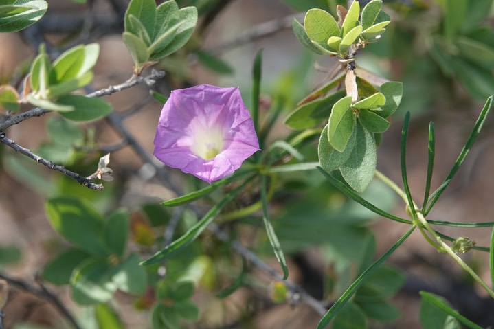Crest-rib Morning Glory - Ipomoea costellata 1