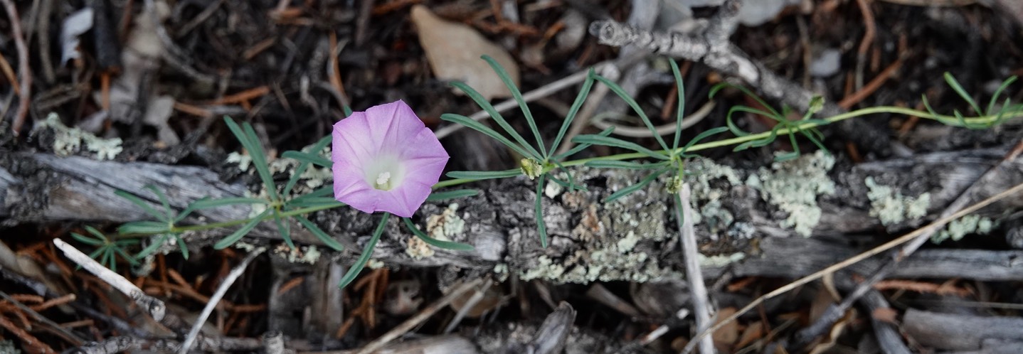 Crest-rib Morning Glory - Ipomoea costellata 
