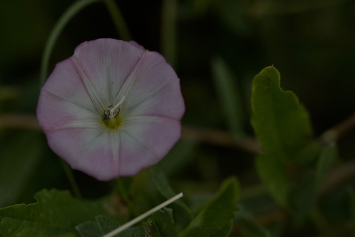 Crestrib Morning Glory - Ipomoea costellata 