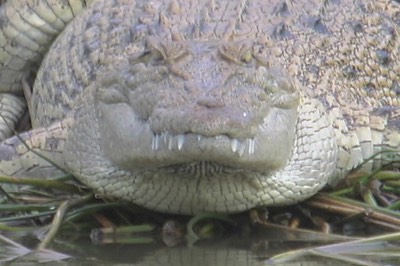 Croc 1