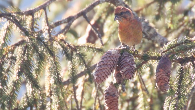 Crossbill, Red 3