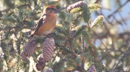 Crossbill, Red