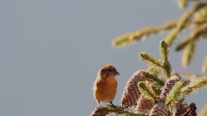 Crossbill, Red_1