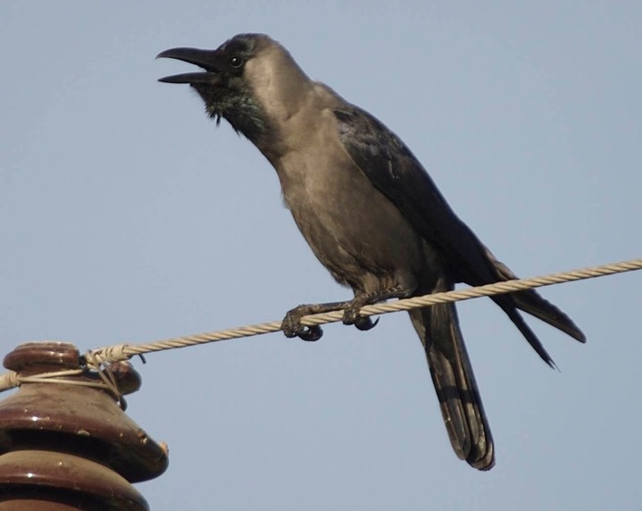 Crow, House a