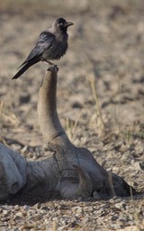 Crow, House b
