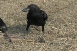 Crow, Large-billed 1