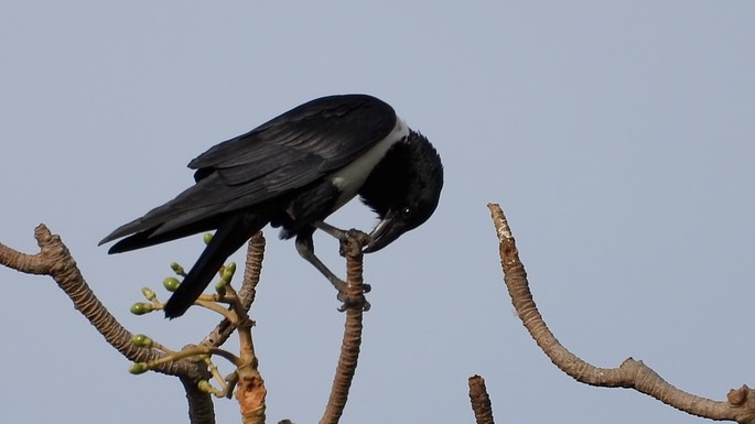 Crow, Pied 4
