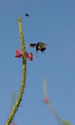 CRW_1471