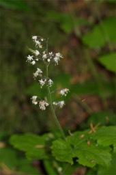 CRW_8627
