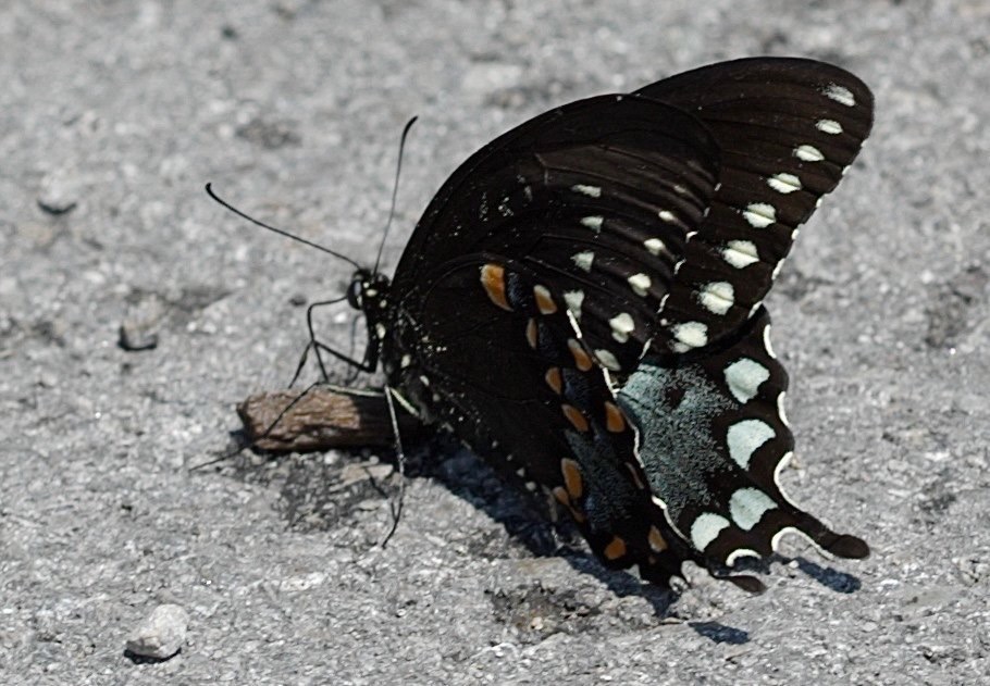 CRW_9337