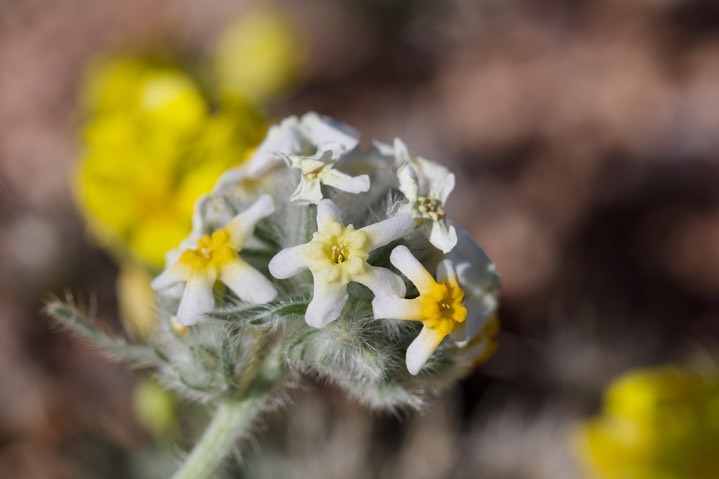 Cryptantha cinerea 2020a