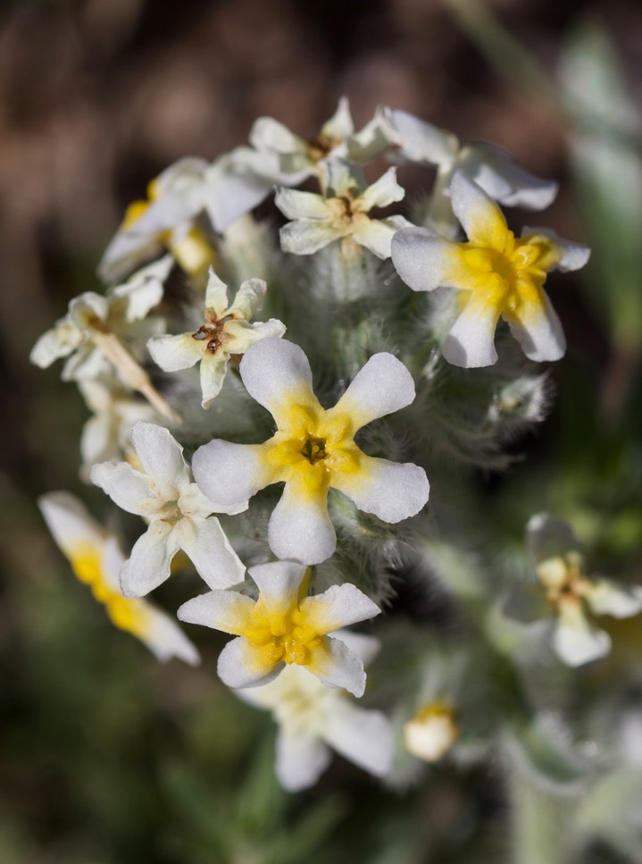 Cryptantha cinerea 2020b