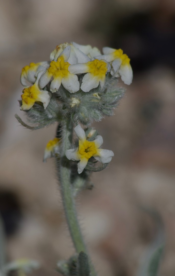 Cryptantha cinerea, Bow-nut Cryptantha - East of Hillsboro2