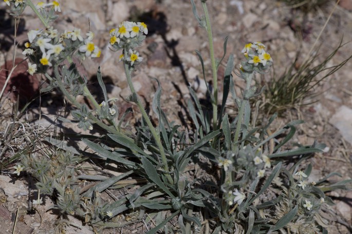 Cryptantha cinerea, Bow-nut Cryptantha - East of Hillsboro1