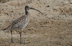 Curlew, Eurasian  4