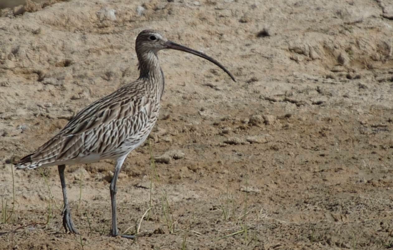 Curlew, Eurasian  4