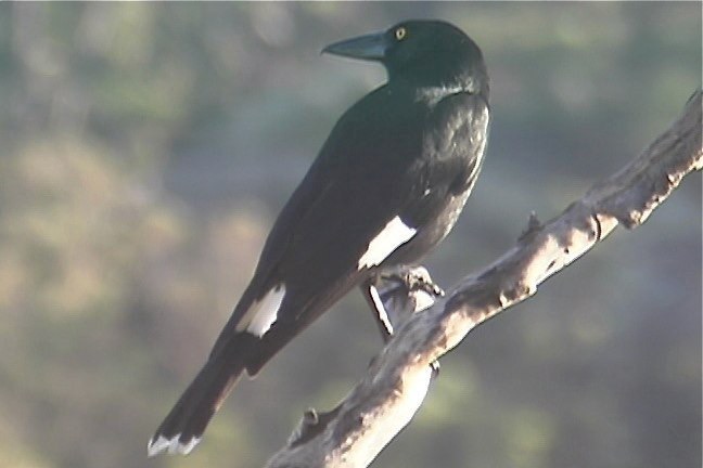 Currawong, Pied 5