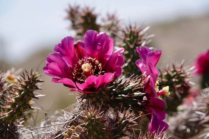 Cylindropuntia spinosior - Cane Cholla - Frying Pan Canyon, Cooke's Range, NM4