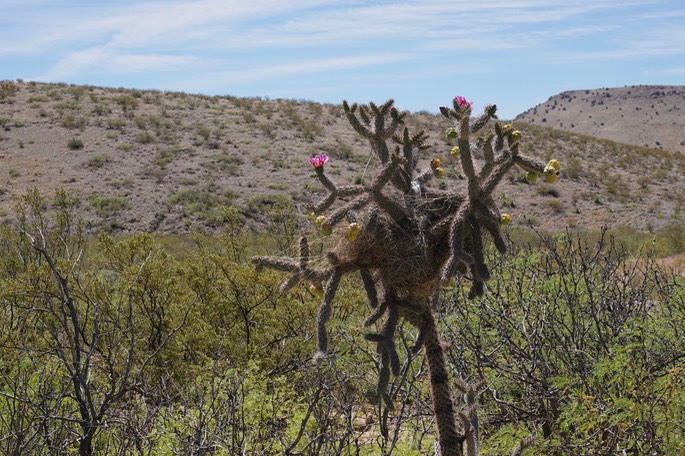 Cylindropuntia spinosior - Cane Cholla - Frying Pan Canyon, Cooke's Range, NM1