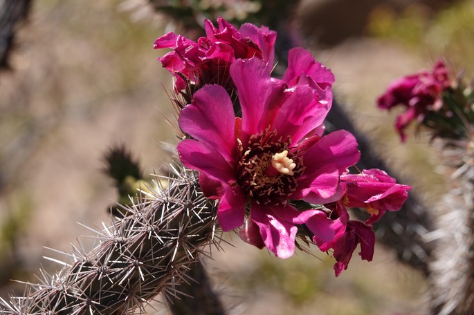 Cylindropuntia spinosior - Cane Cholla - Frying Pan Canyon, Cooke's Range, NM5