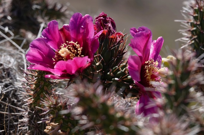 Cylindropuntia spinosior - Cane Cholla - Frying Pan Canyon, Cooke's Range, NM3